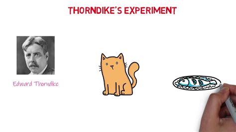 Edward Thorndike Halo Effect Experiment