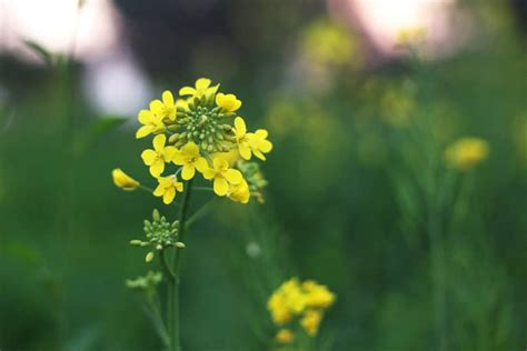 Mustard Flowers » Much More Than a Pretty Bloom