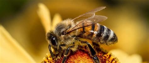 Honey Bee - A-Z Animals