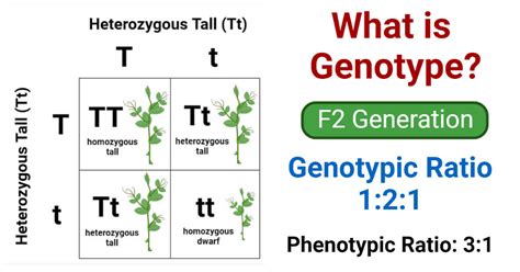 Genotype Definition, Types, Functions, Examples And FAQs, 55% OFF