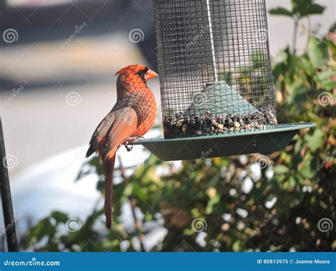 Red Cardinal feeding stock image. Image of look, food - 80813975