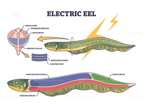 Electric eel anatomy as fish structure with inner organs outline diagram | Electric eel, Fish ...