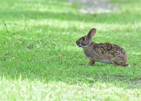 Swamp Rabbit – IN MY VIEWFINDER