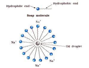 Draw The Structure Of Micelle That Would Be Formed If You Dissolve Soap In A Hydrocarbon Science ...