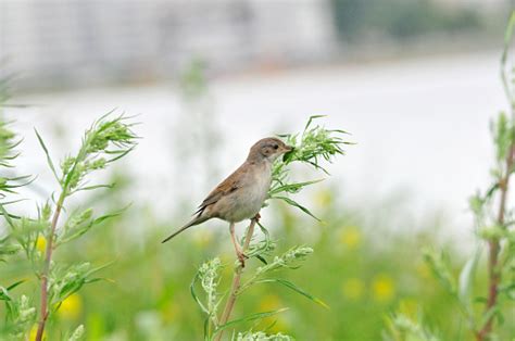 Northern Wheatear Bird Female Bird Of The Flycatcher Family The Bird Made A Nest On The Stony ...