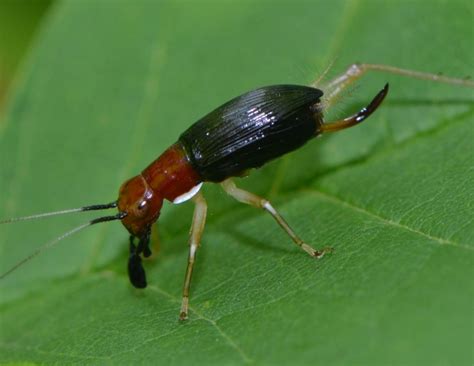 Ohio Birds and Biodiversity: Bugs with bayonets