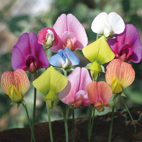 Multi Color Sweet Pea Flower Seeds — Jack Seeds