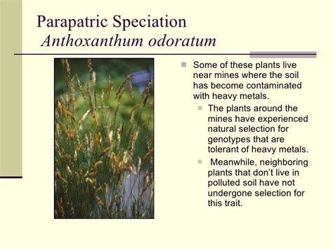 Models Of Speciation