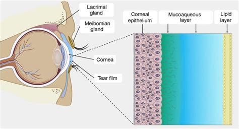 Keratoconjunctivitis sicca, causes, symptoms, diagnosis, treatment & prognosis