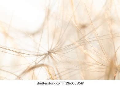 Fractile patterns 스톡 사진 - 4개의 이미지 | Shutterstock