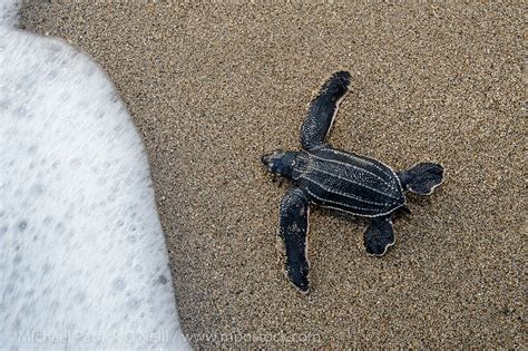 Leatherback Sea Turtle Hatchlings, Dermochelys coriacea, emerge from their nest at sunrise and ...