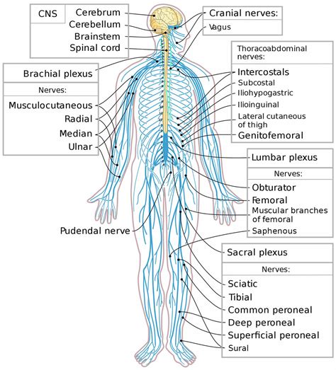 Peripheral nervous system parts, divisions & peripheral nervous system function