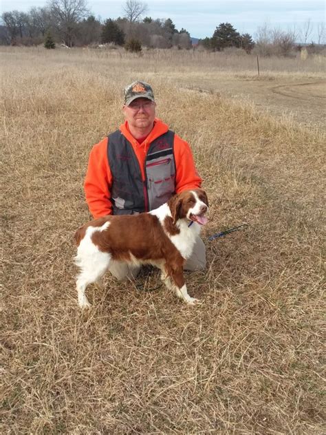 Brittany Spaniel Tricolor Puppy