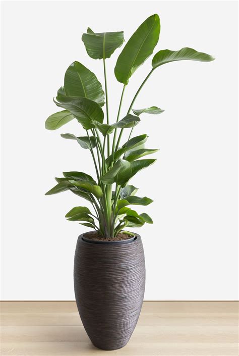 These Houseplants Make the Perfect Hostess Gift | Large indoor plants ...