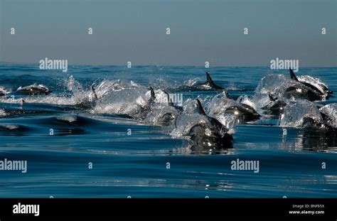 Long-beaked Common Dolphin (Delphinus capensis) pod in sea, Eastern ...