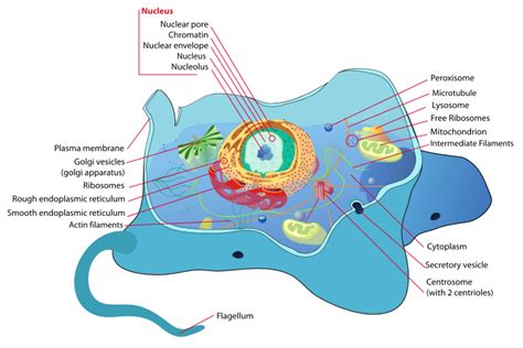 Human Physiology/Cell physiology - Wikibooks, open books for an open world