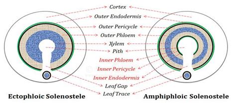 amphiphloic solenostele | Biology class, Ppt, Evolution