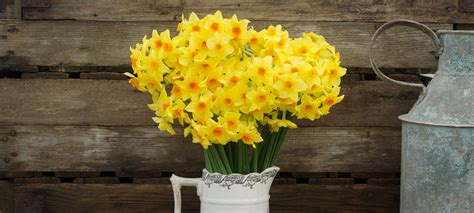 Welsh daffodils - Grown in Pembrokeshire - Order online