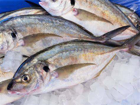 Trevally - Casula Fish Market