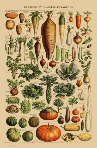 Vegetables Vintage Art Print Free Stock Photo - Public Domain Pictures