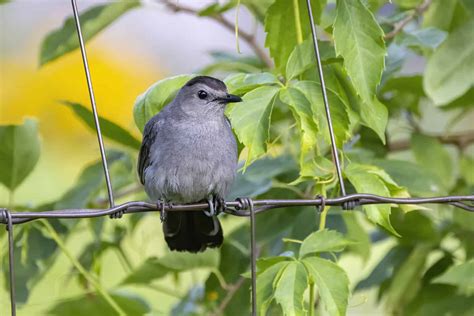 The Bird That Sounds Like a Cat – A Curious Quirk of Nature!