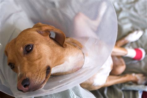 File:Injured Puppy - paw bandages and Elizabethan collar.jpg - Wikimedia Commons