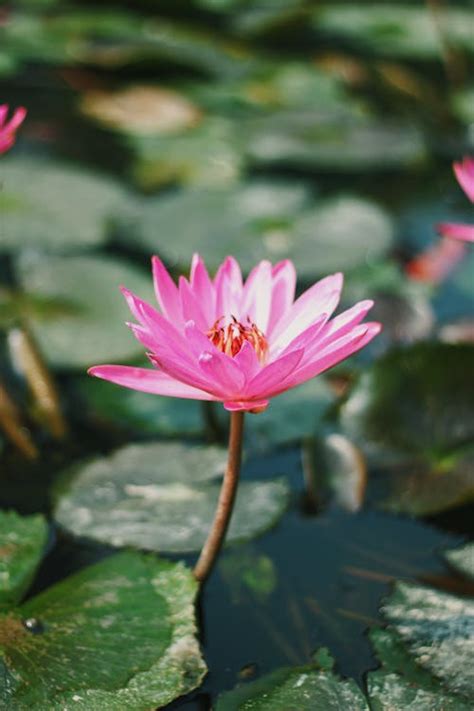 Pink Lotus Flower on Water · Free Stock Photo