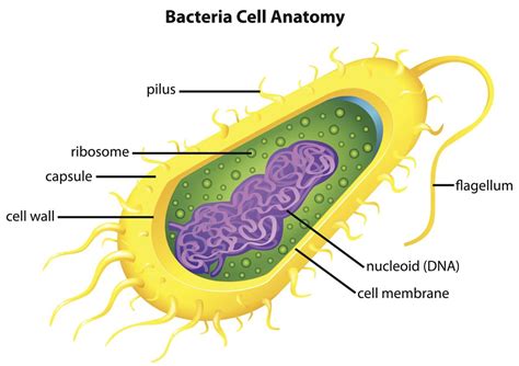 Three Domains of Life - Biology Wise