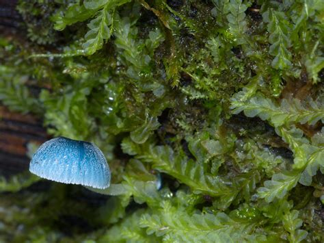 Mycena interrupta | Mycena interrupta Pixie's Parasol, growi… | Flickr