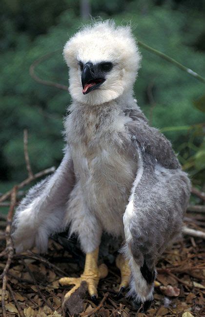 Harpy eagle chick in nest Animals Of The World, Animals And Pets, Baby Animals, Cute Animals ...