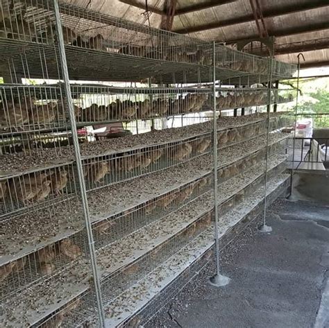 Quail cage – Shijiazhuang Yajiada Metal Products Co.,Ltd