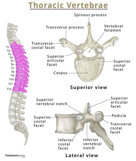 Thoracic Vertebrae (Thoracic Spine) – Anatomy & Labeled Diagram