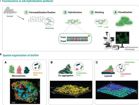 Fluorescence In Situ Hybridization