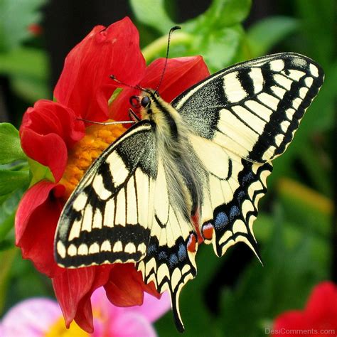 Butterfly Pictures, Images, Graphics for Facebook, Whatsapp - Page 12