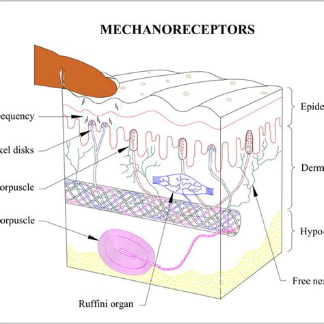 Location of mechanoreceptors and nerve bundles beneath the skin | Download Scientific Diagram