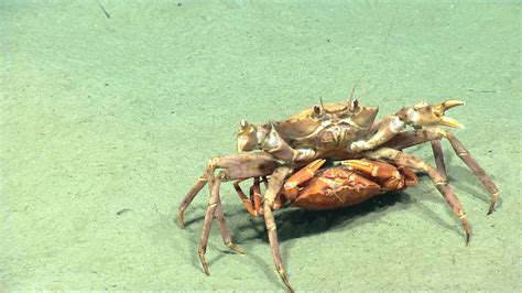 Our Deepwater Backyard: Exploring Atlantic Canyons and Seamounts 2014: Background: Mission Plan ...