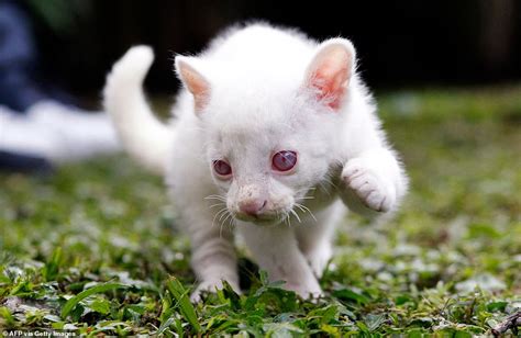 Rare albino jaguarundi cub found in Colombia is transferred to a conservation park | Daily Mail ...