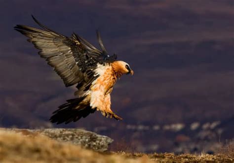 The Bearded Vulture - All You Need to Know About This Bone-Eating Bird