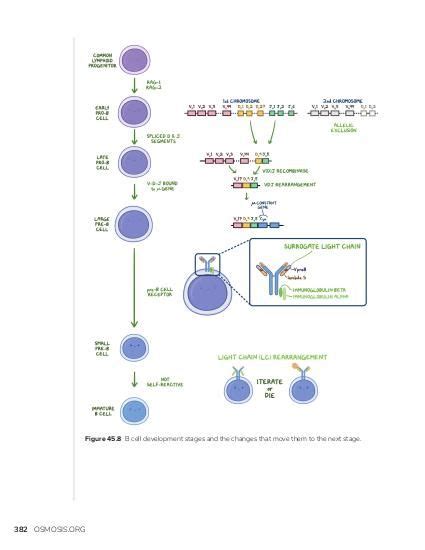 B-cell development | Osmosis