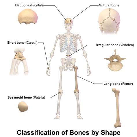 Types Of Irregular Bones