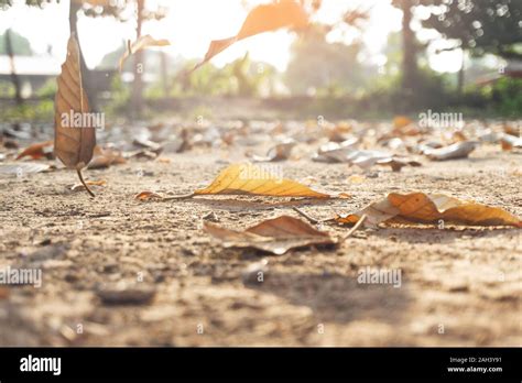 Dry autumn leaves orange and brown colors Close-up of dried leaf background in december Stock ...