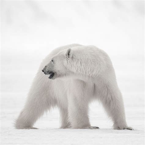 Wildlife Viewing Floe Edge Baffin Island | Adventures.com