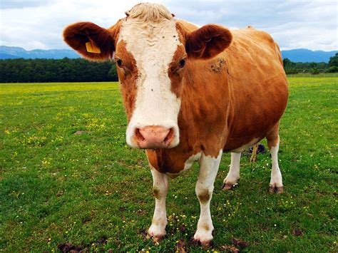 Bovine: Fact or Fiction Quiz | Britannica.com