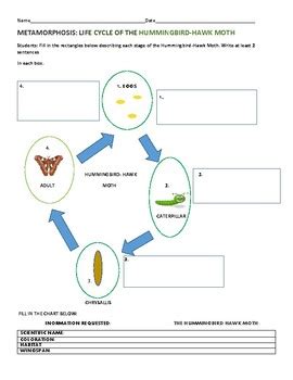 METAMORPHOSIS: LIFE CYCLE OF THE HUMMINGBIRD-HAWK MOTH | TpT