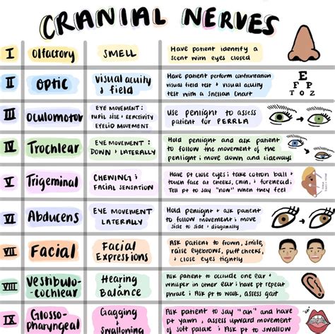 Cranial Nerves Sheet Colorful Hand Drawn Pictures for Nursing Students ...