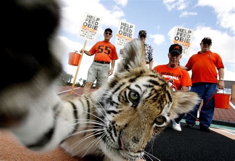 Massillon football team gets live tiger mascot for season opener - The Blade