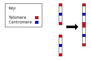 Chromosome 2 (human) - wikidoc