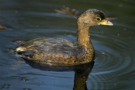 Pied-billed Grebe — Madison Audubon