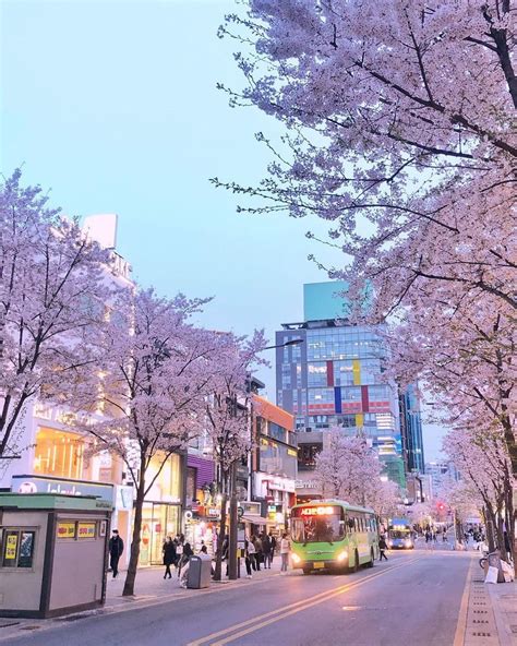 Cherry blossom in Sinchon, Seoul, South Korea | Seoul korea travel, South korea photography ...