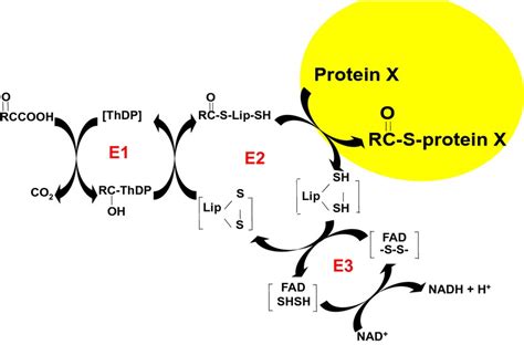 Alpha‐ketoglutarate dehydrogenase complex‐dependent succinylation of ...